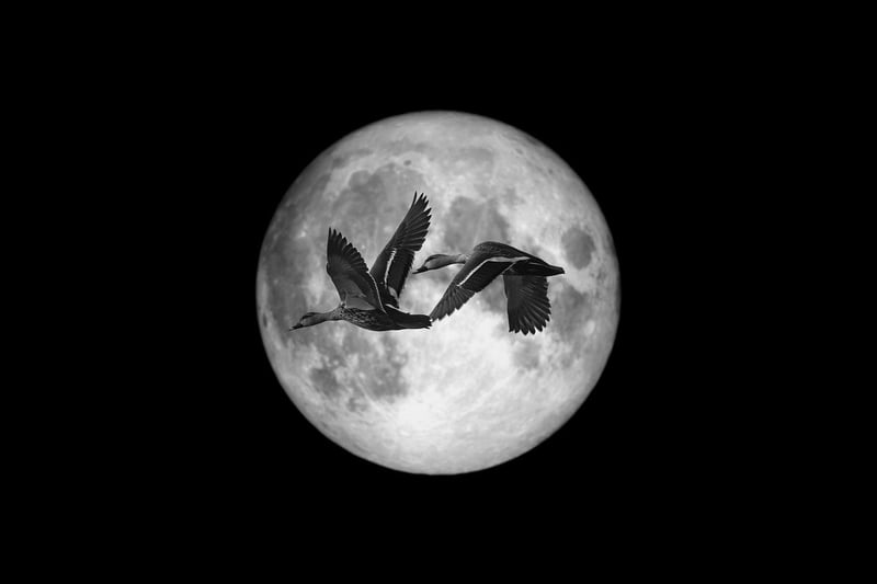 Moonlit Delights